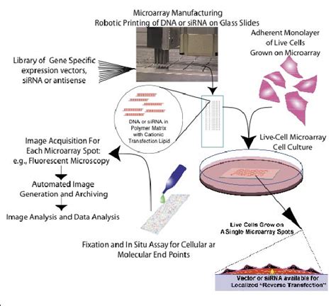 Image result for Cellular Microarray