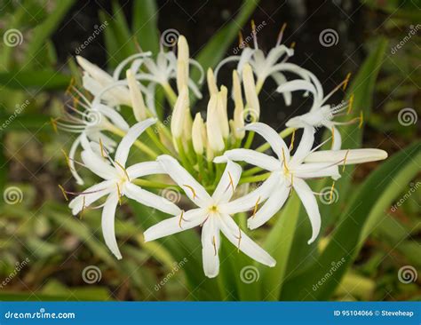 White Spider Lily Flower in Shade of a Tree Stock Photo - Image of ...