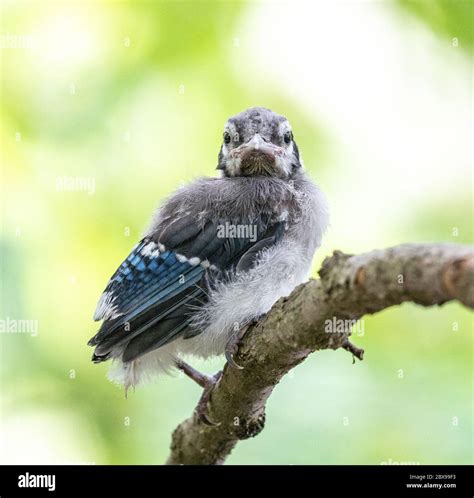 Baby Blue Jay fledgling out on it’s own and looking for mom Stock Photo ...