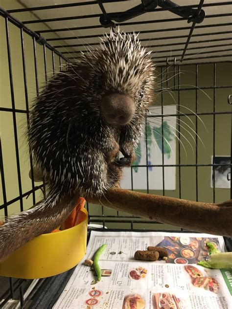 Porcupine - Mandalay Farms | Jupiter, FL | Mandalay Farms | Jupiter, FL