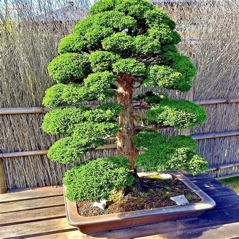 Japanese Red Cedar Tree Seeds – Cryptomeria Japonica Sugi | Evergreen ...