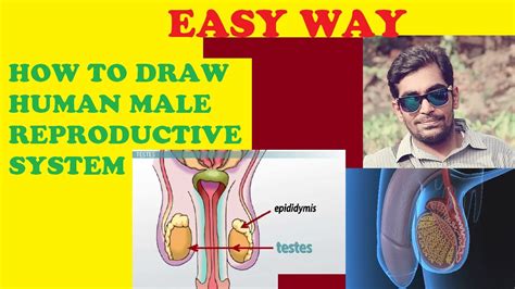 Image result for Male Reproductive System Easy Drawing