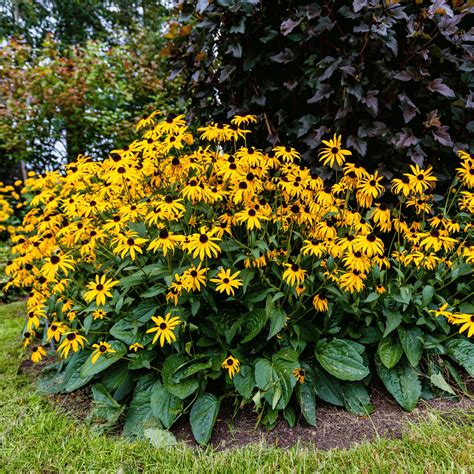 Black Eyed Susans Seeds & More - Heirloom Varieties | Seed Therapy ...