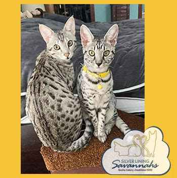 Rezultat imagine pentru Wild Savannah Admin Script