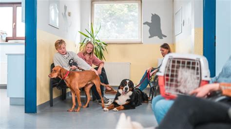 What To Do in a Pet Emergency: 5 Key Steps for Pet Emergencies | PetMD