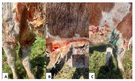 Animals | Special Issue : Advances in Ruminants Disease Prevention and ...