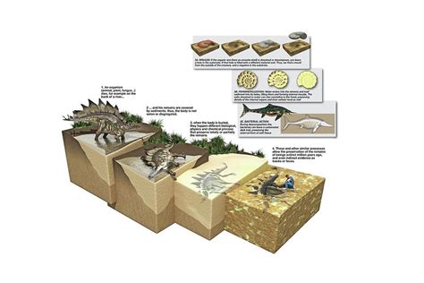 Image result for Fossil Formation Process
