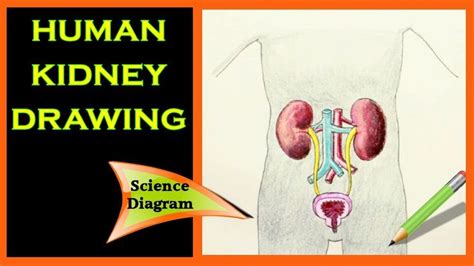 How to Draw Kidney in Easy Way 的图像结果