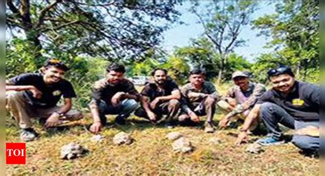 Maharashtra: 120 tortoises released in Chandrapur forest | Pune News ...