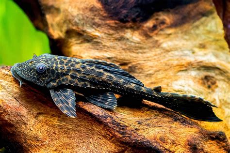 Sucker Fish: Species Info, Pictures & Care Guide