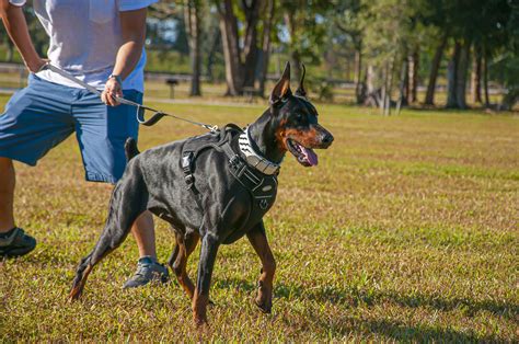The Doberman Pinscher Temperament | Lakewood Kennels