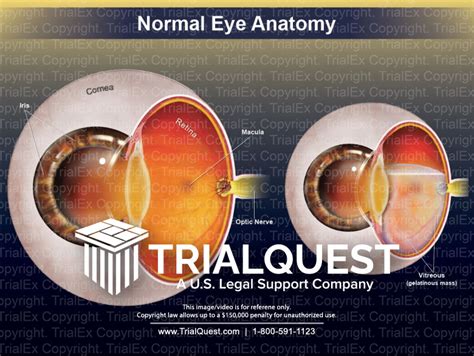 Image result for Normal Human Eye