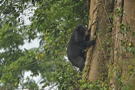 The Unequal Contribution Of Seed-Dispersing Animals | Nature inFocus