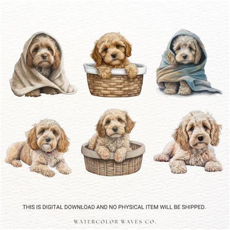 Image result for Cockapoo ClipArt