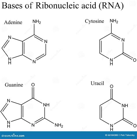 Basic Structure of RNA 的图像结果