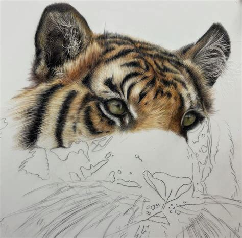 Image result for Tiger Drawing Tutorial