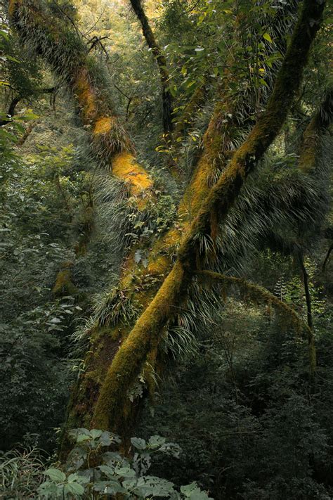 Forest Landscape High Resolution 的图像结果