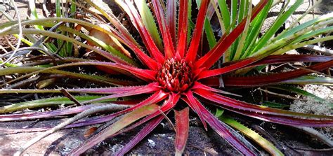 Image result for Plan Book Tutorial