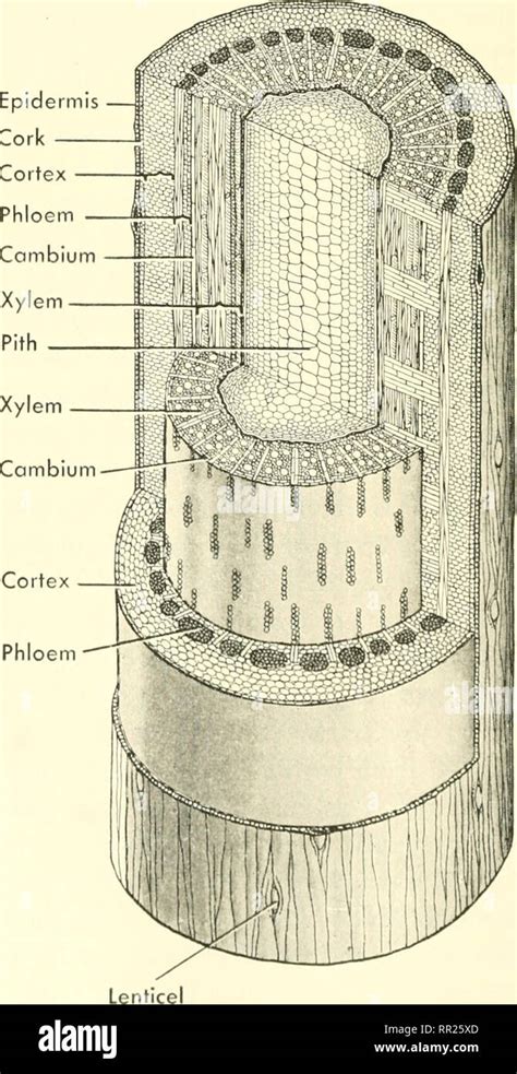 Tree Stem 的图像结果