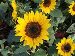 Image result for Perennial Sunflowers