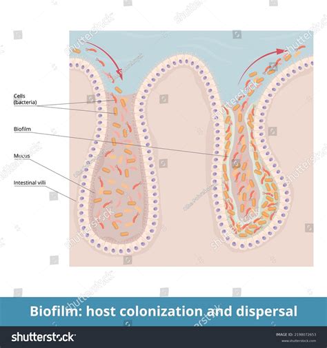 Colonization Process 的图像结果