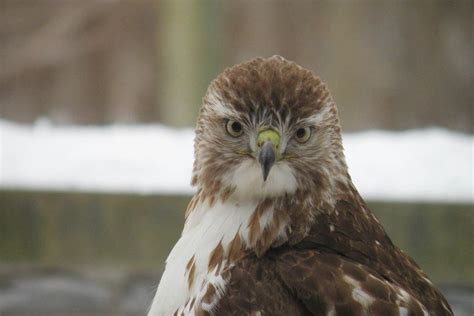 Bird Walk, North Chagrin Nature Center, Willoughby Hills, 18 February ...