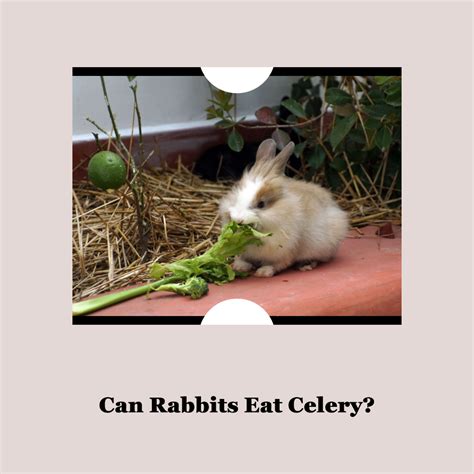 Can Rabbits Eat Celery? Unveiling the Crunchy Delight for Bunnies ...