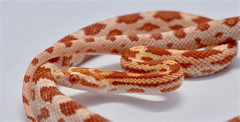 Snake App Download 的图像结果