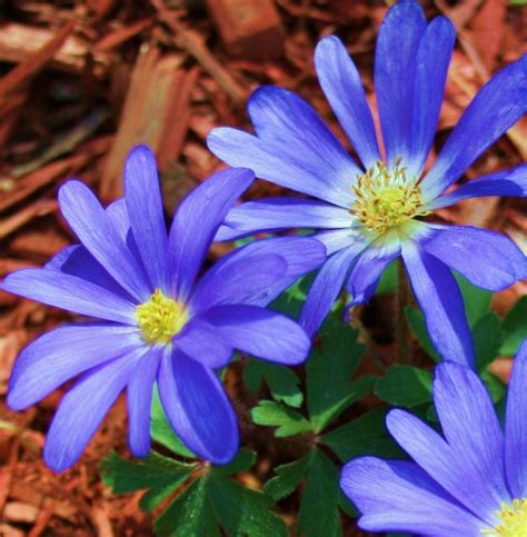 30 Plants and Flowers That Bloom in Winter - HubPages
