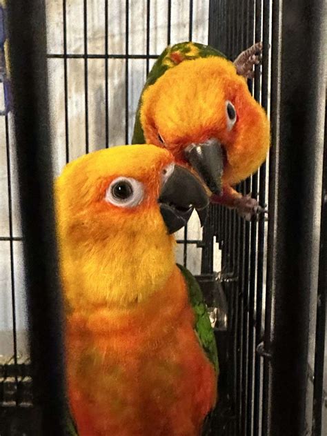 Image result for Bird Box for Conures