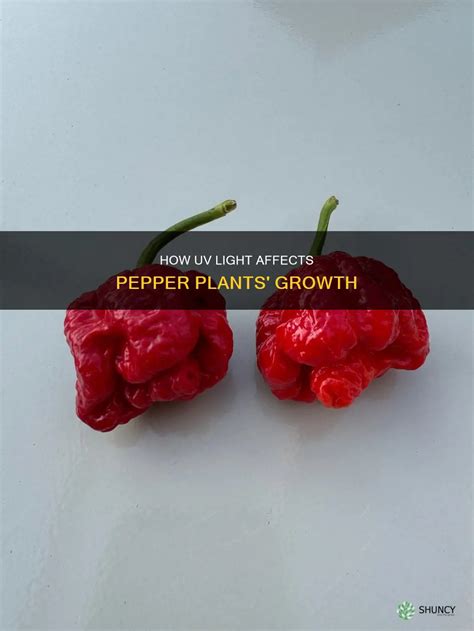 How Uv Light Affects Pepper Plants' Growth | ShunCy