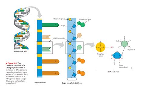 Phosphate Group Diagram