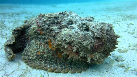 Stone Fish Poison