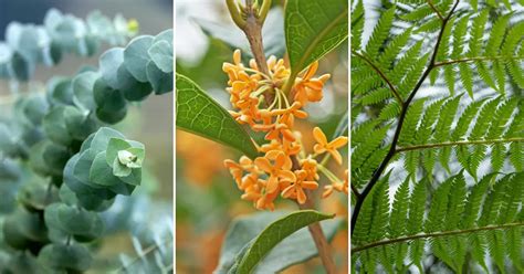 Image result for CT Pine Tree