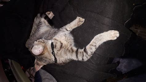 HOTEL RED FORT LODGING (Dharwad) - Hotel Reviews & Photos - Tripadvisor