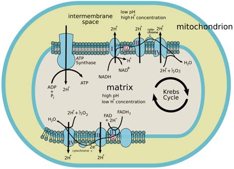 Krebs Cycle Diagram Mitochondria