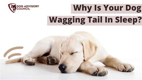 What Does It Mean When A Dog Wags Its Tail Slowly at James Saavedra blog