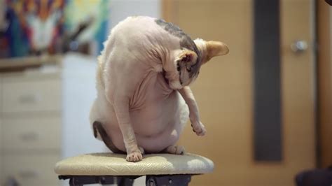 Sphynx cat old cat fat cat 39075223 Stock Video at Vecteezy