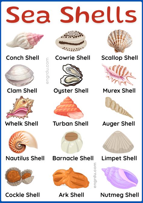 Name of Sea Shells with Types and Pictures - Engrdu