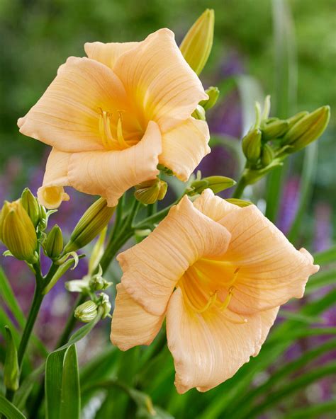 Hemerocallis (daylily) 'Mini Pearl' bare roots — Buy online at Farmer ...