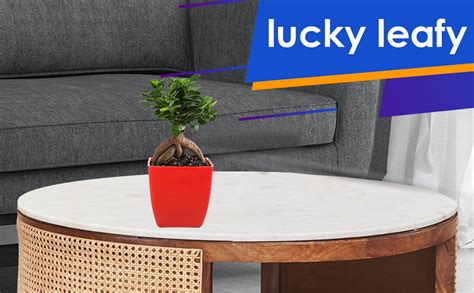 Lucky Leafy Ficus Bonsai 5 Years Old Ginseng Plant with Orange Pot for ...
