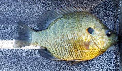 Types Of Bluegill Fish
