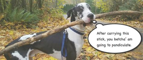 Image result for How to Pandiculate