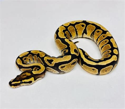 Image result for Burns Ball Python