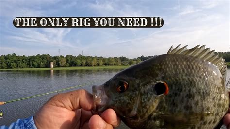 Image result for What Is a Shellcracker Fish