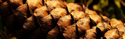 Download wallpaper forest, dry, cone, section nature in resolution 2880x900