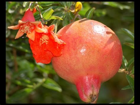 causes symptoms and treatment of chikungunya in hindi