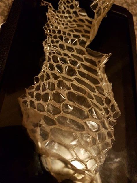 Image result for Python Skin Shed