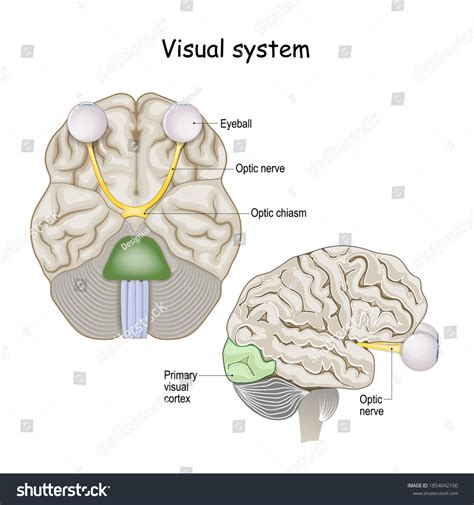 Primary Visual Cortex 的图像结果