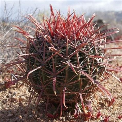 Cactus Plants Images: A Stunning Visual Journey Through the World of D ...